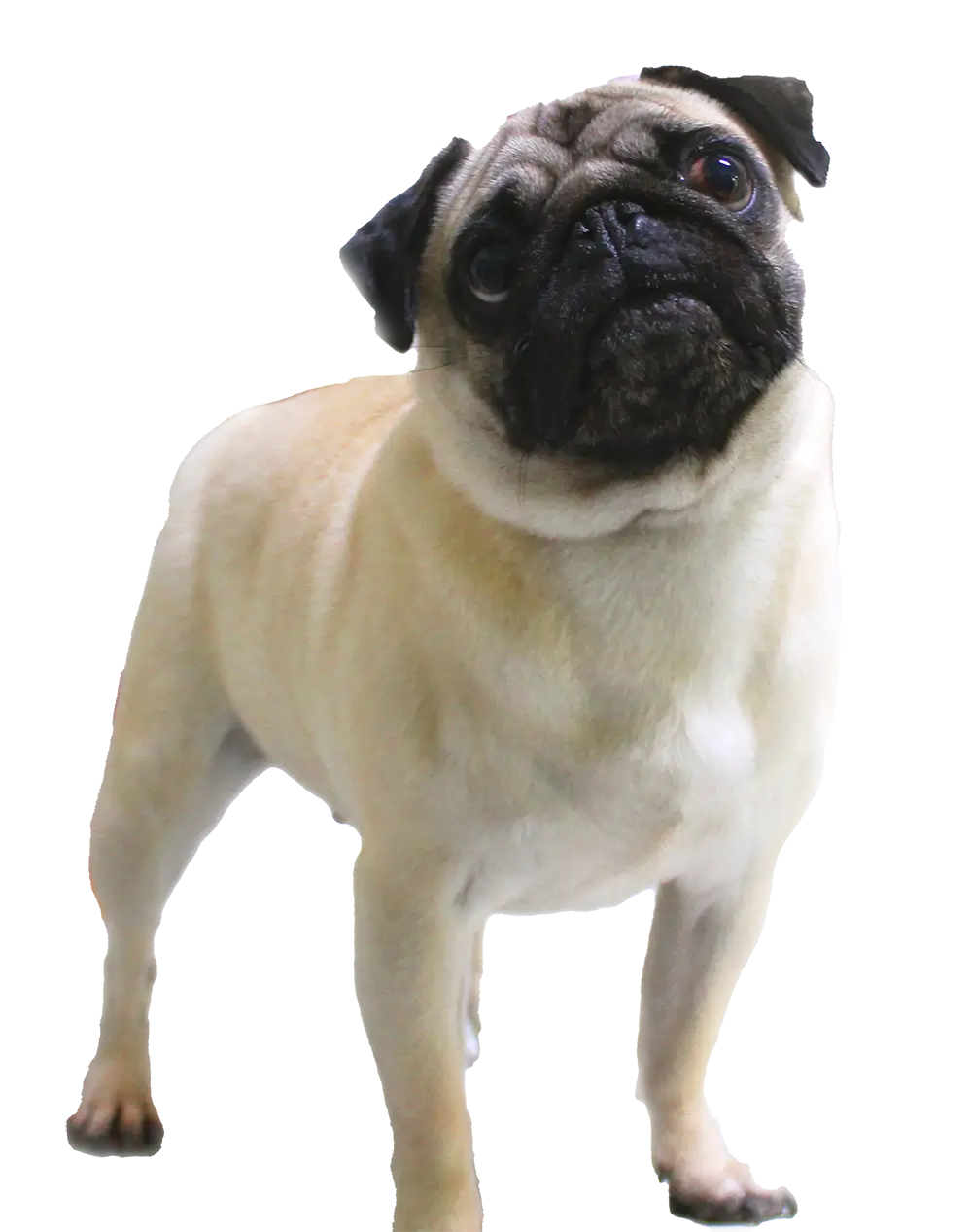 Perro pug