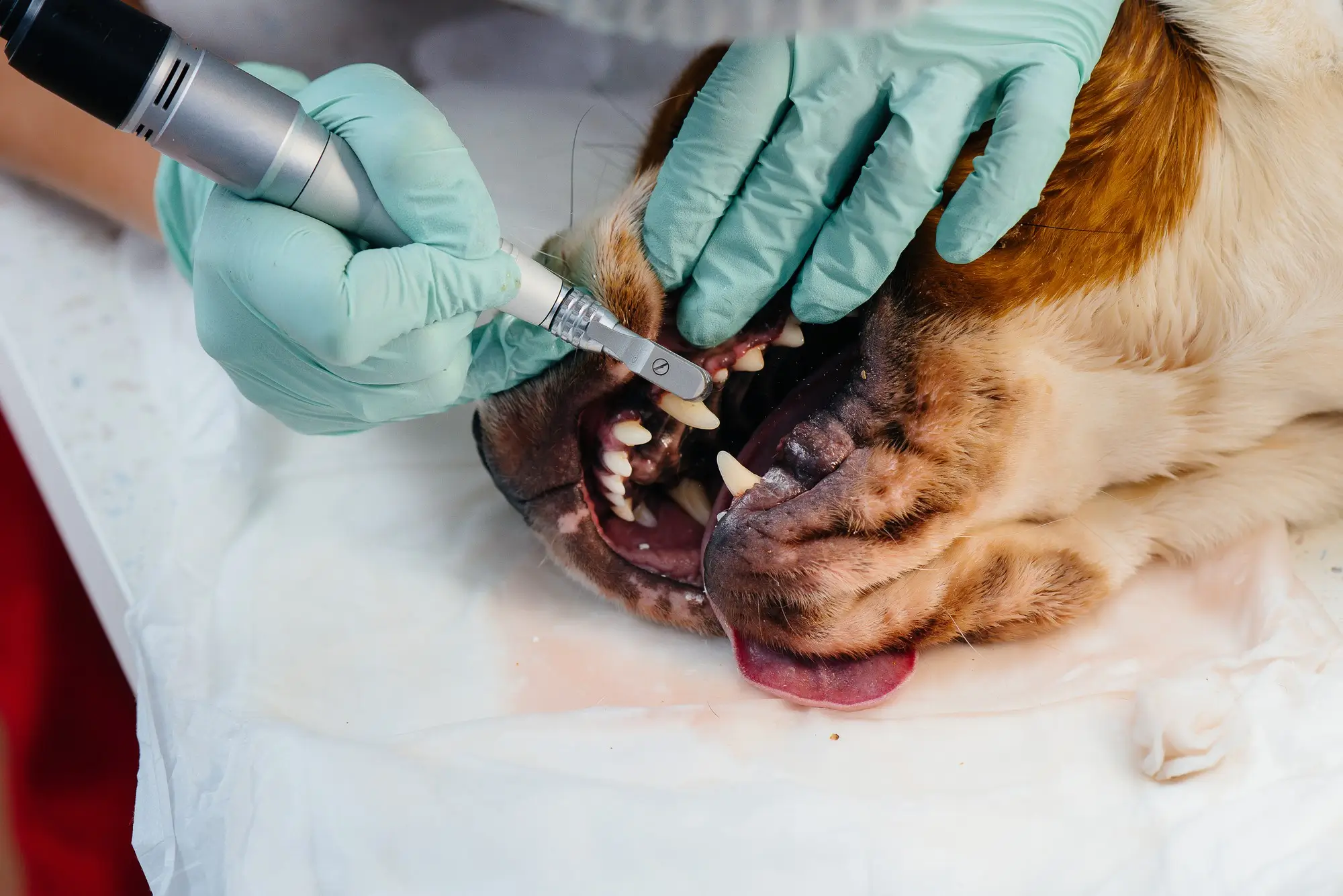 thumbnail Profilaxis Dental para Perros y Gatos en Ecatepec