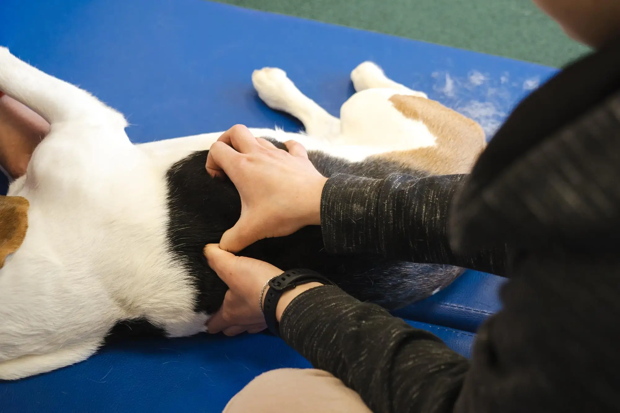 thumbnail Fisioterapia Veterinaria en Ecatepec