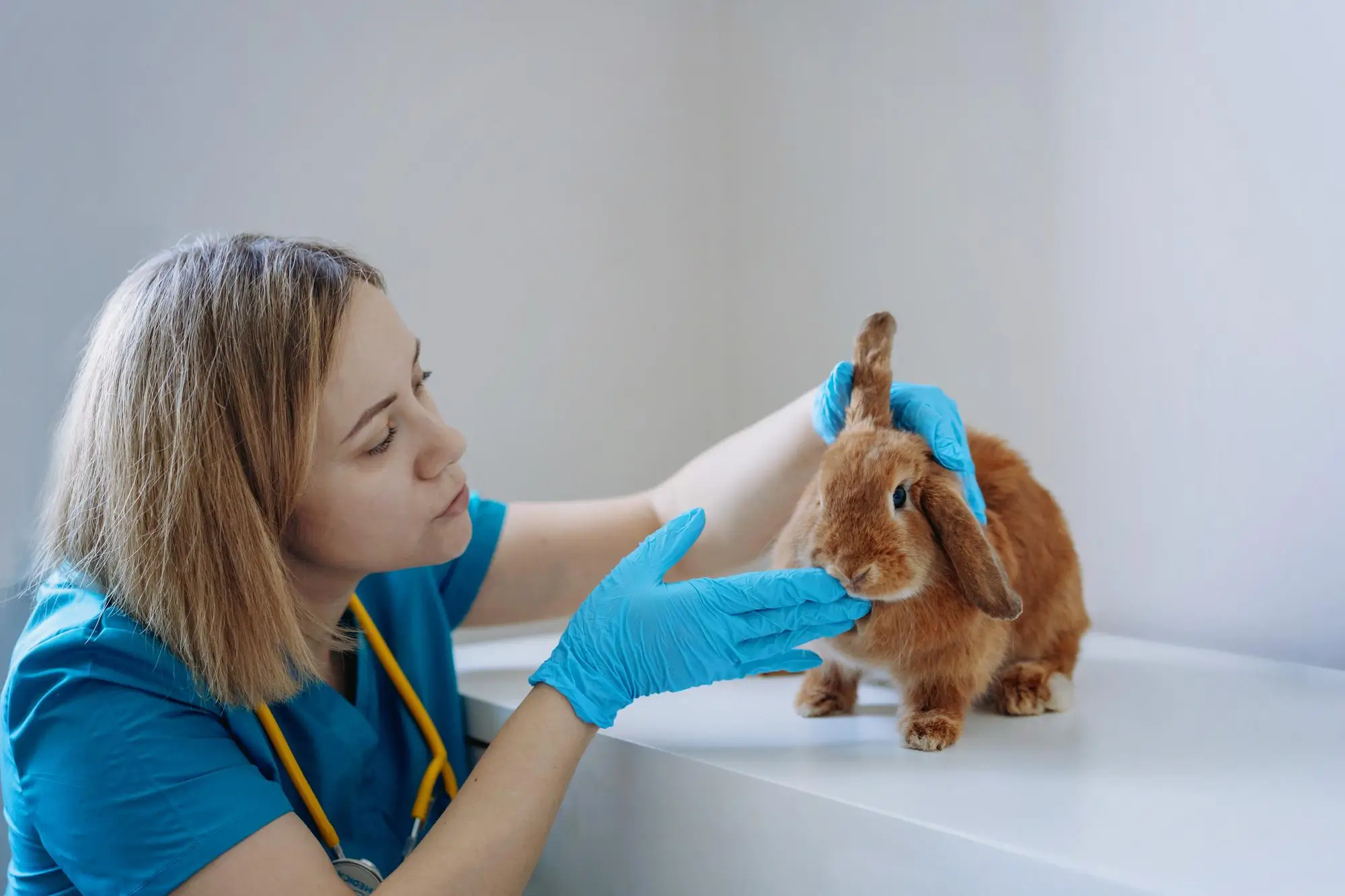 thumbnail grande Consulta Médica Veterinaria para Animales Exóticos