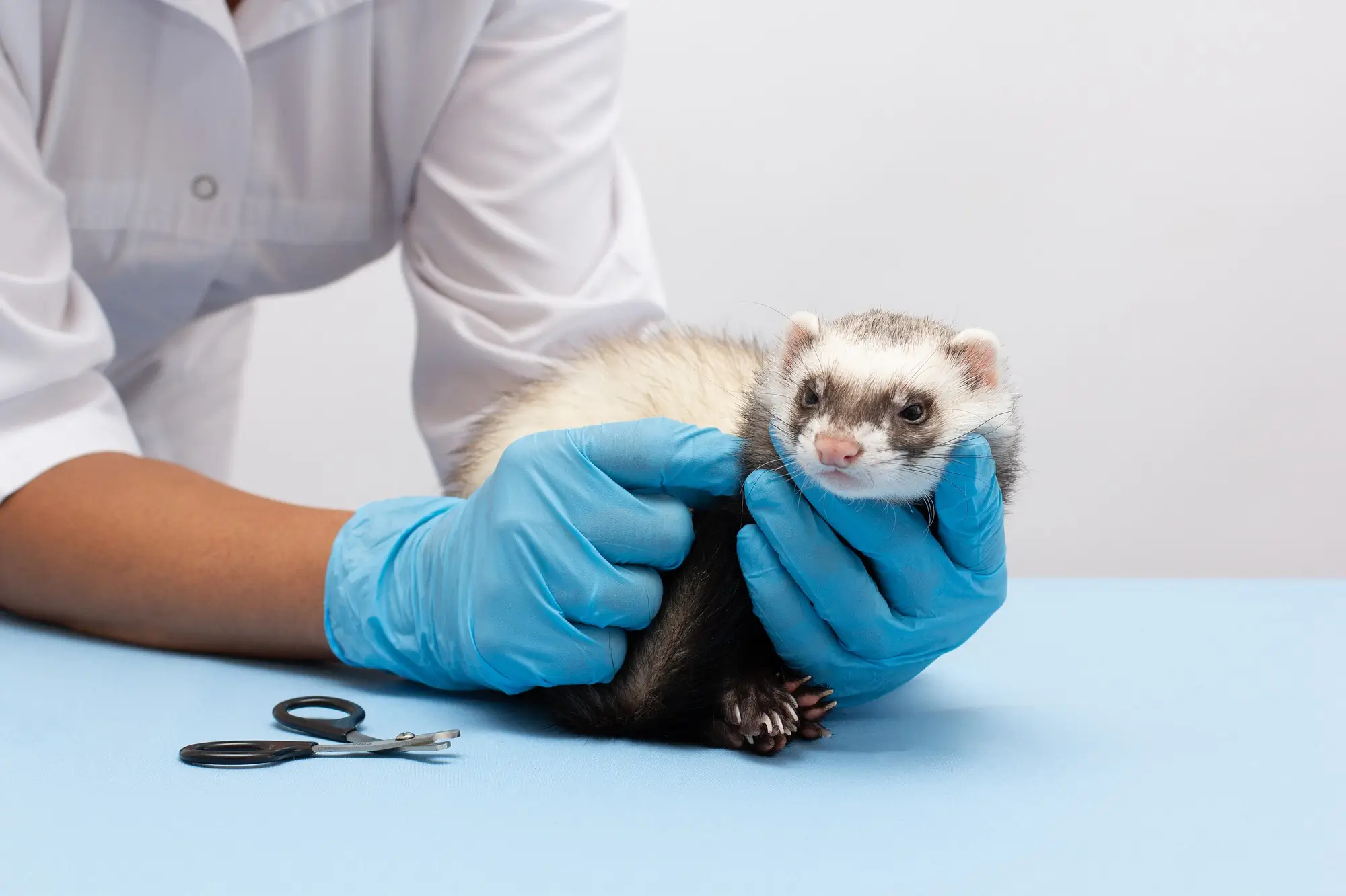 thumbnail Consulta Médica Veterinaria para Animales Exóticos en Ecatepec