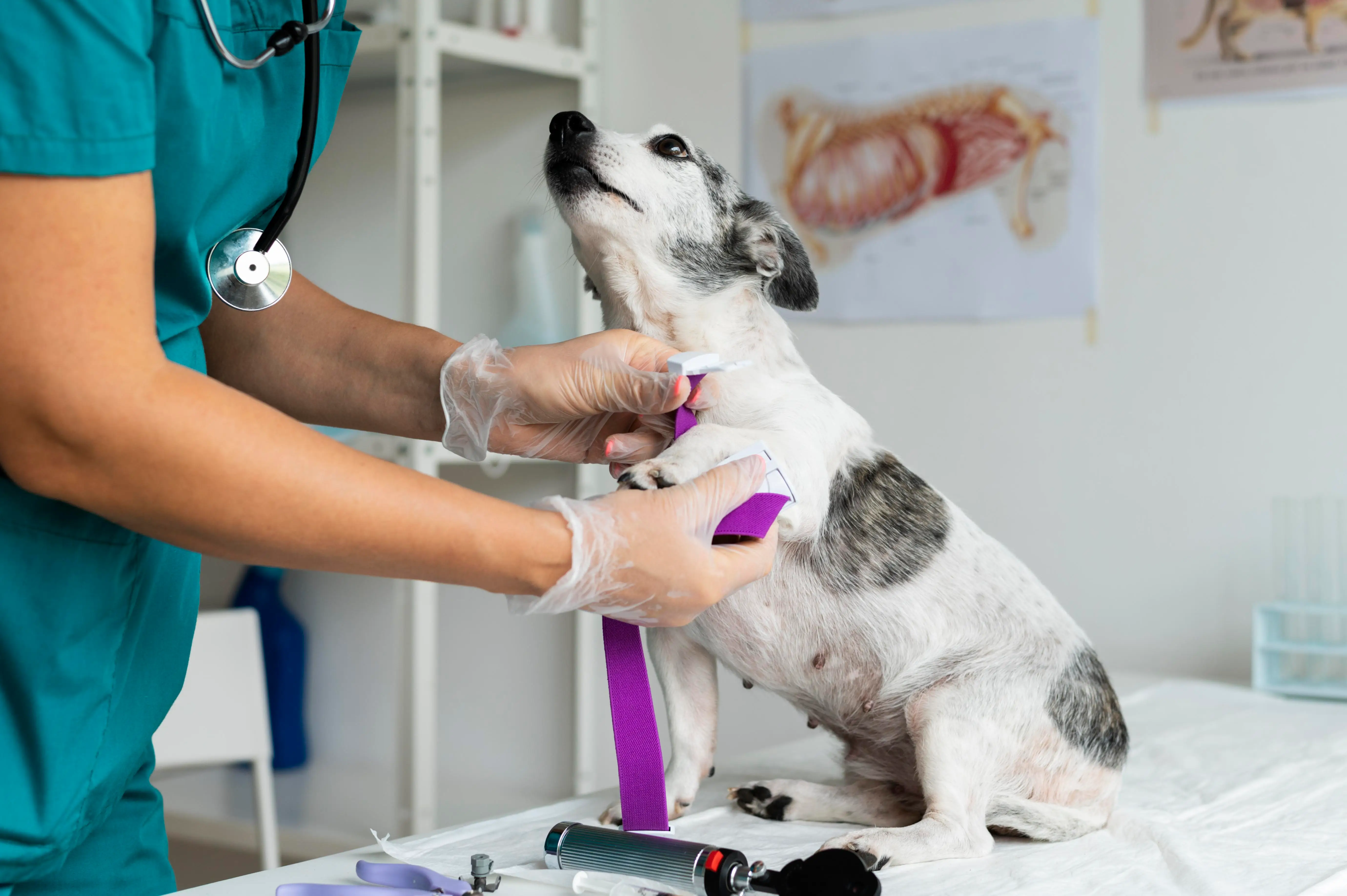 Química Sanguínea Veterinaria en Ecatepec