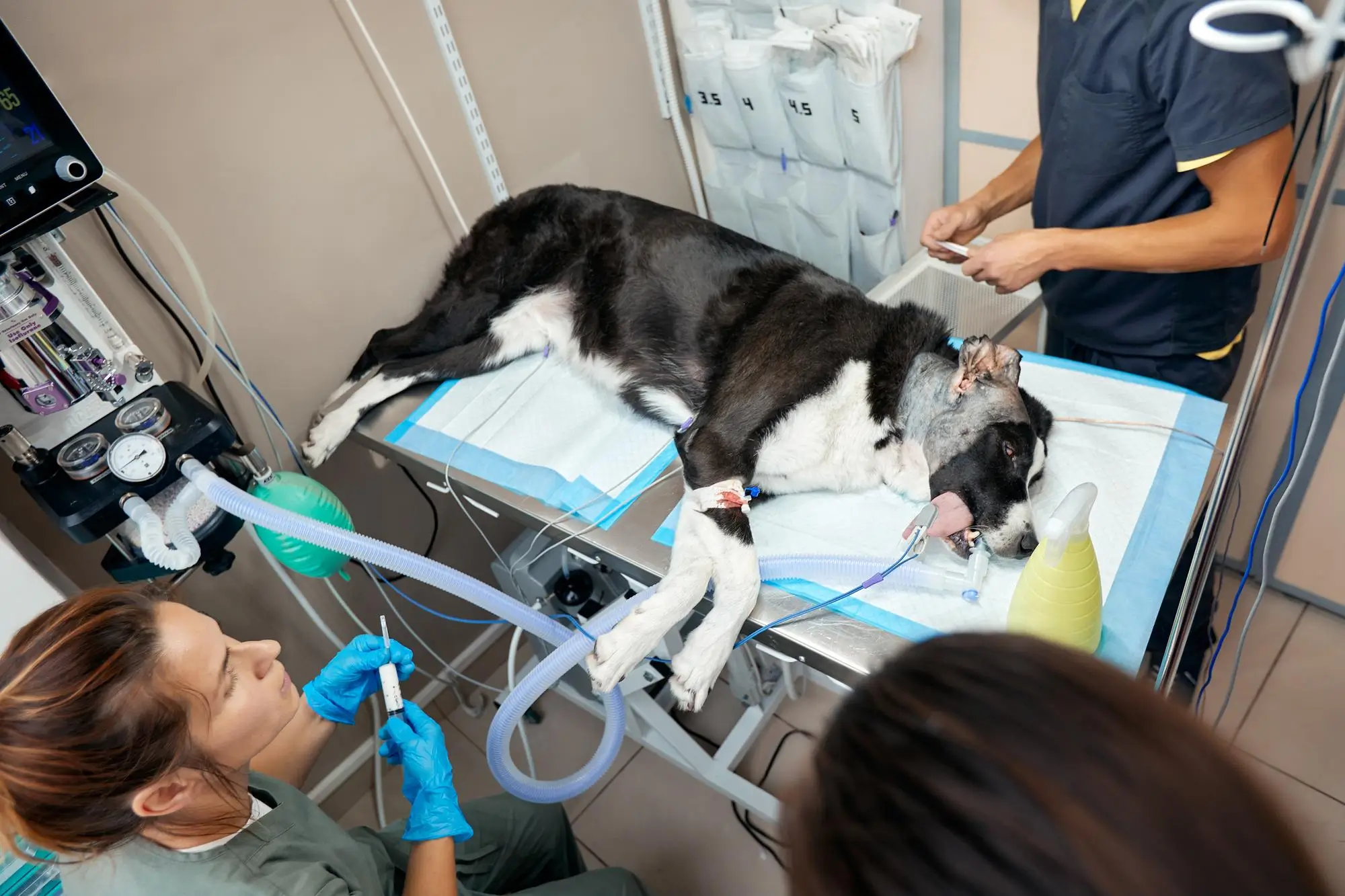 Cuidados Intensivos Veterinarios en Ecatepec