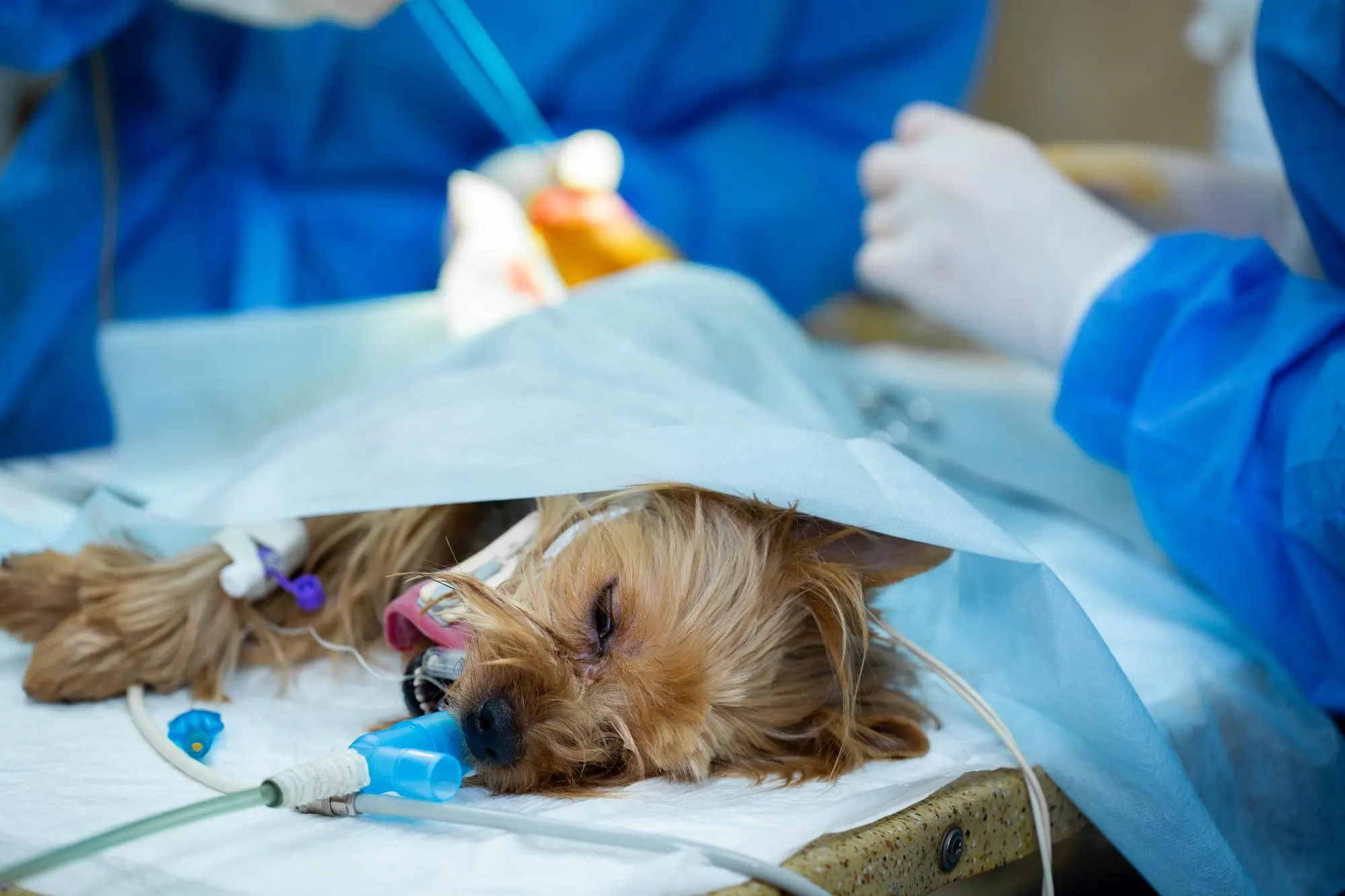 Enterotomía Veterinaria en Ecatepec