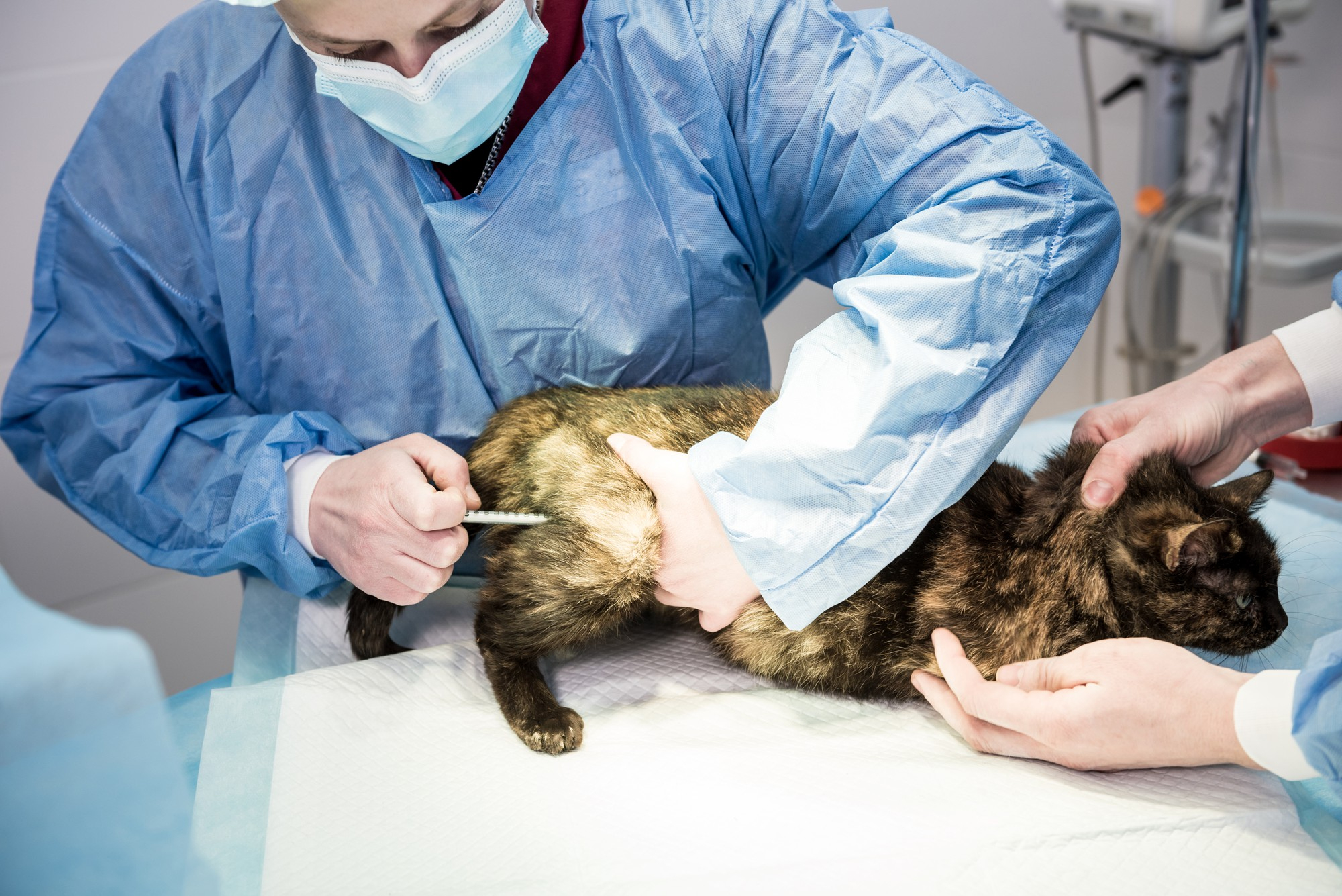 thumbnail Esterilización Veterinaria en Ecatepec