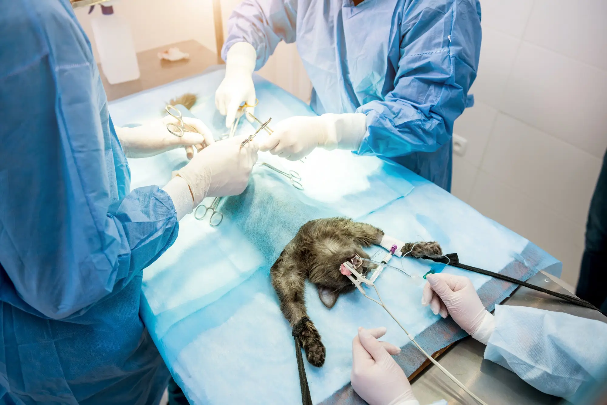 thumbnail grande Esterilización Veterinaria