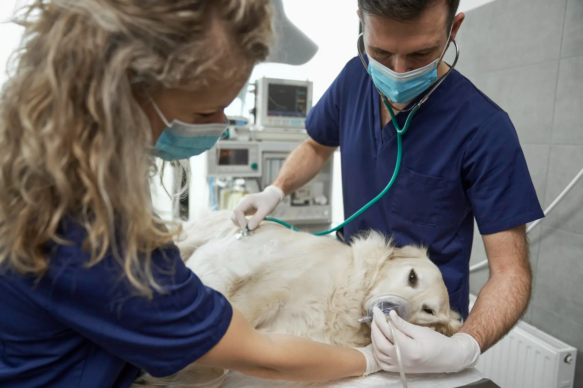 Urgencias Médicas Veterinarias en Ecatepec