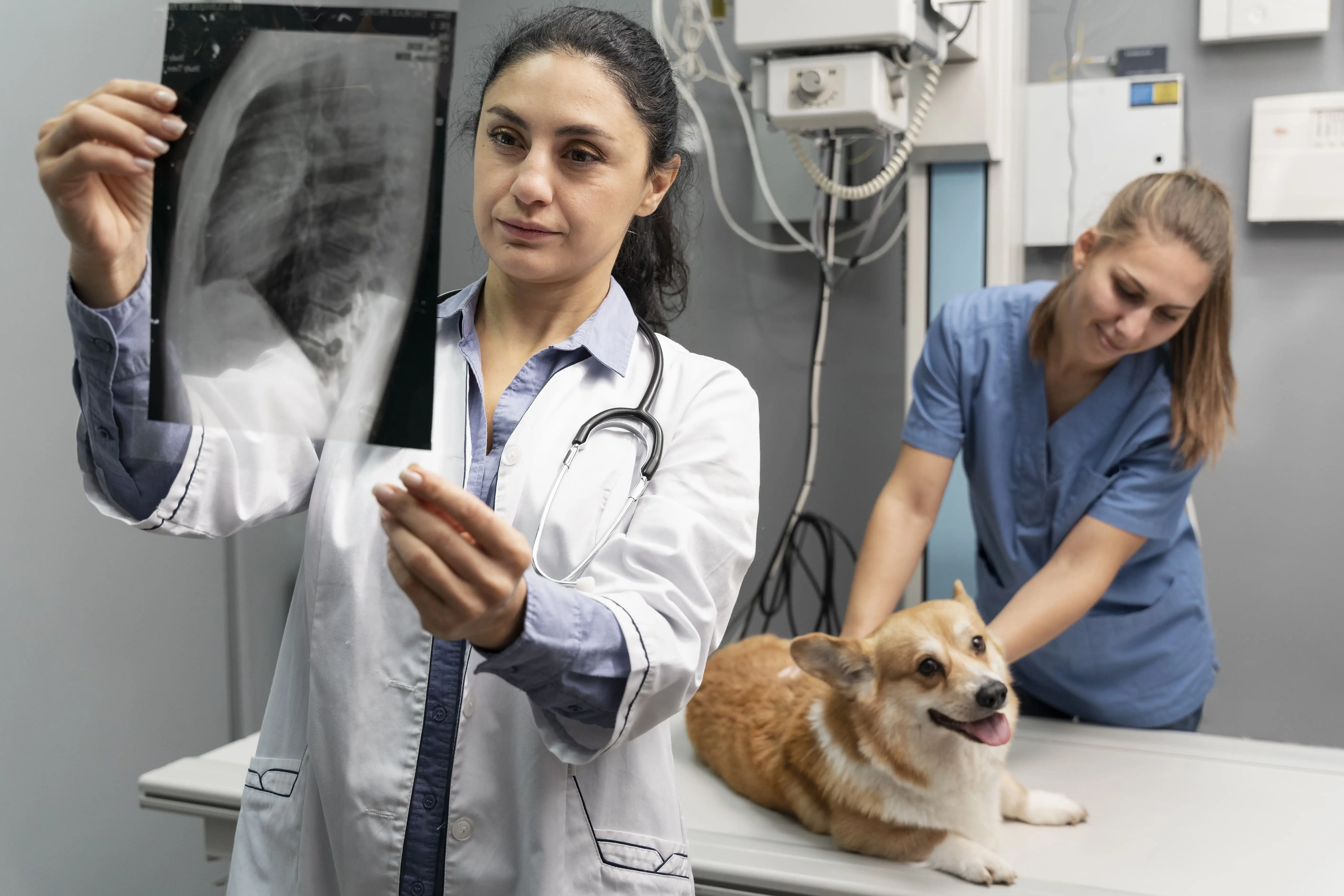 thumbnail Rayos X Veterinarios en Ecatepec